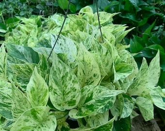 Marble Queen Potho Plant 6inch