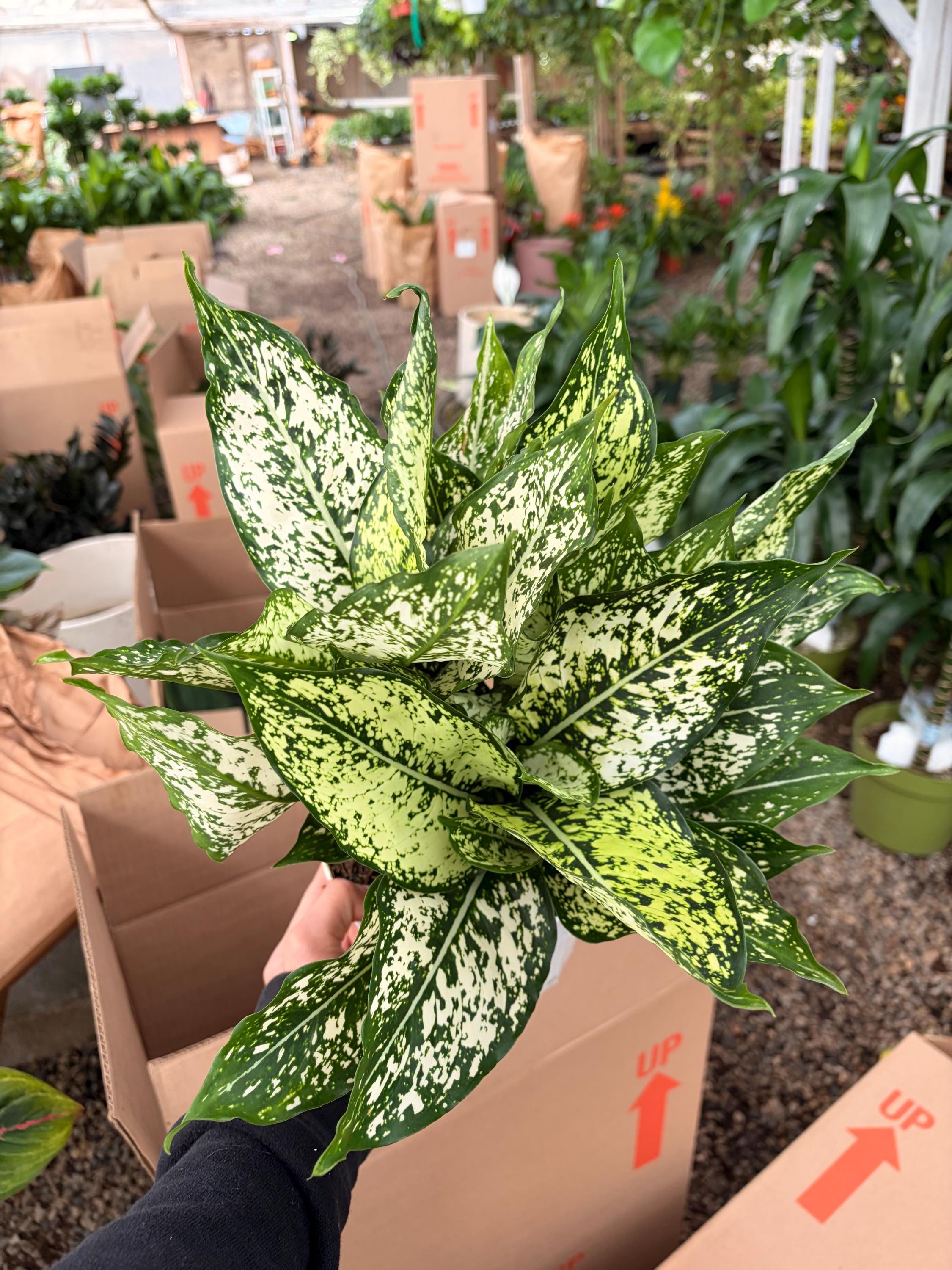 Aglaonema First Diamond Tropical Indoor Plant-rare Indoor Plant-gift Ideas-  6inch Potted Live Plant - Etsy