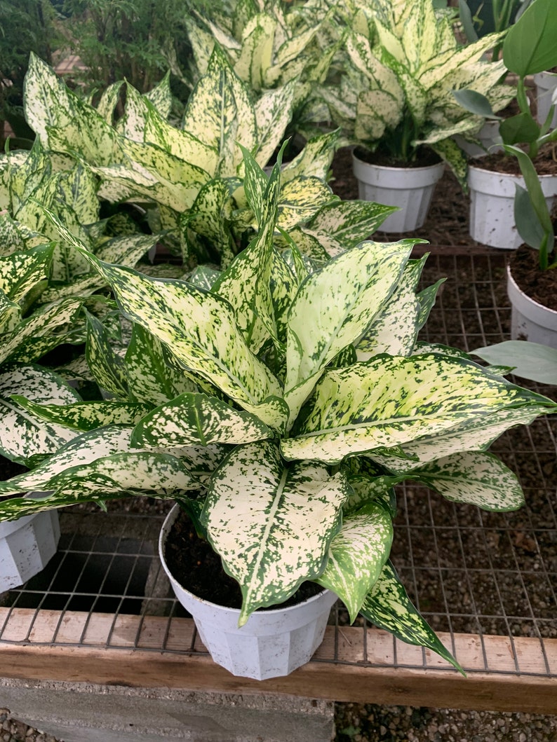 VmcPlantsInc Aglaonema First Diamond