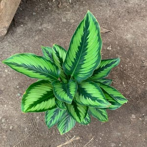Calathea Beauty Star – Lebende Pflanze im 15 cm Topf – 15 cm Topf – Tropisches Laub – Einfache Zimmerpflanze – Tiersicher – Luftreinigende Pflanze