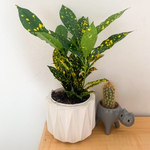 Croton Goldust 4inch potted live plant-easy maintenance plant-home/indoor decor