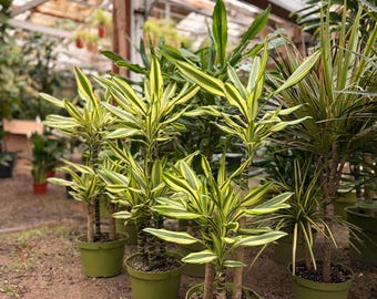 dracaena sanderiana victory Warneckii Dracaena (Dracaena Warneckii)  Plantology USA