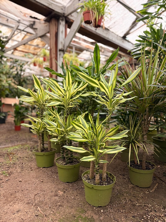 Dracaena steudneri 'Sol' - cane - 8"