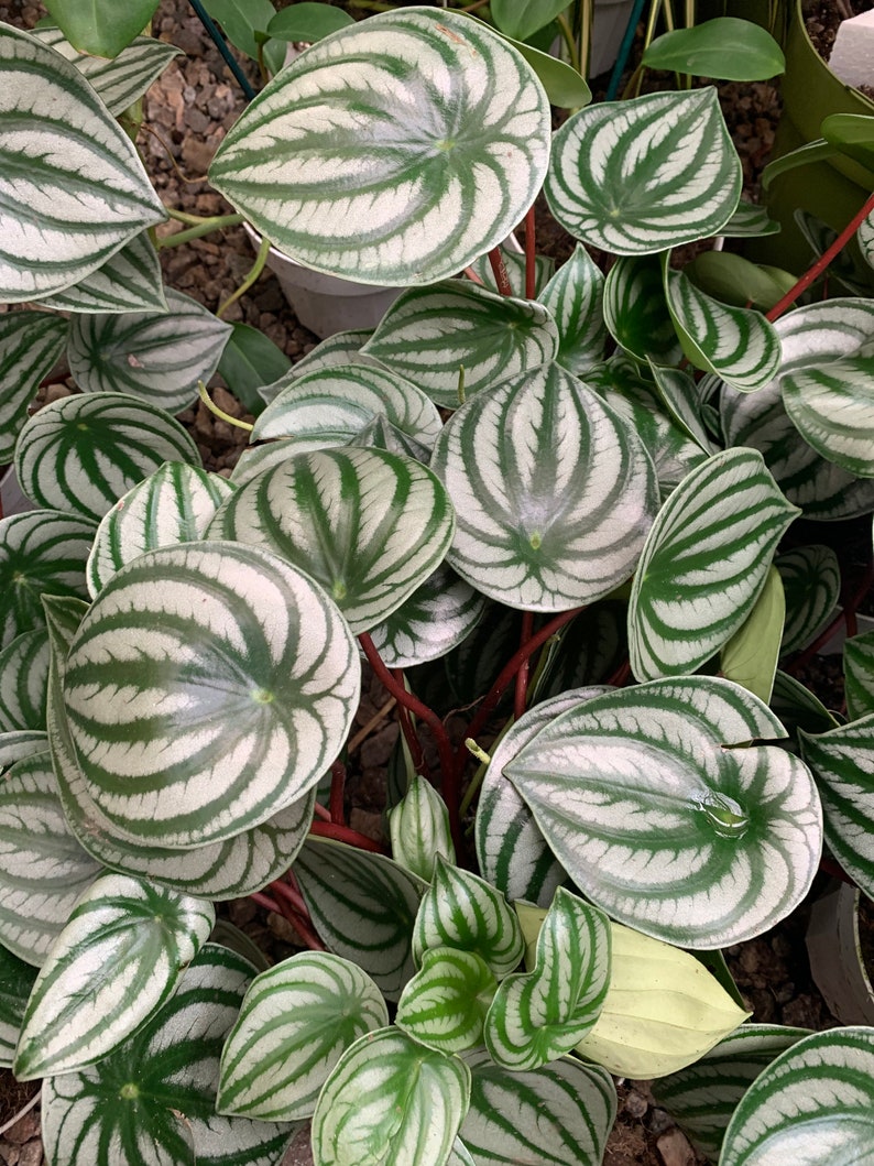 VmcPlantsInc Watermelon Peperomia - Thumbnail 4