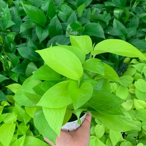 May include: A potted plant with bright green leaves. The plant is a type of pothos, a popular houseplant known for its easy care and trailing vines.