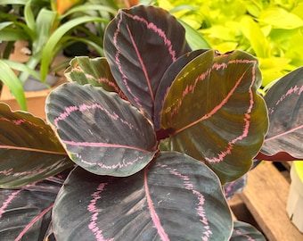 alocasia elefantenohr Zwerg-Elefantenohr - Alocasia cucullata main image 0