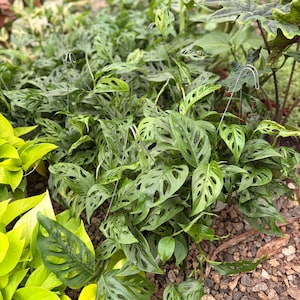 Philodendron Swiss Cheese Plant – 6 Inch Pot, Tropical Houseplant