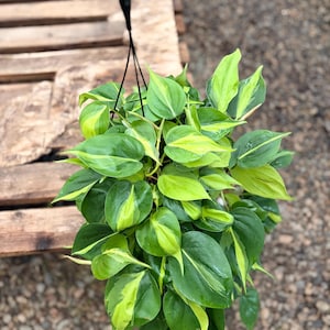 Philodendron Brazil Cordatum 6inch size pot- indoor tropical live plant home and indoor decorating