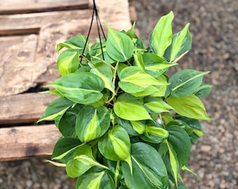 Philodendron Brazil Cordatum 6inch size pot- indoor tropical live plant home and indoor decorating