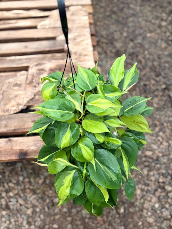 Philodendron Brazil Cordatum 6inch Size Pot- Indoor Tropical Live Plant  Home and Indoor Decorating - Etsy