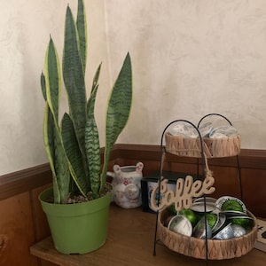 Sanseveria snake Plant 6inch easy maintenance live plant  live houseplant gifts