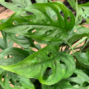 Philodendron Swiss cheese plant 6inch potted live plant