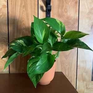 デビルズアイビー - ゴールデンポトス 4インチ植物 - 手入れが簡単な屋内熱帯植物 - 成長が早い植物