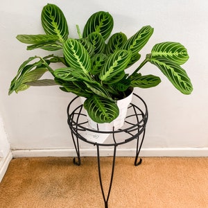Lemon lime maranta plant 6inch live indoor tropical plant indoor -  shade decoration- gifts for everyone