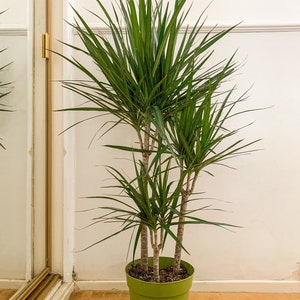 geigenfeige ficus lyrata kaufen Ficus lyrata (Geigenfeige) D21 – Secret Garden Plant Shop main image 1