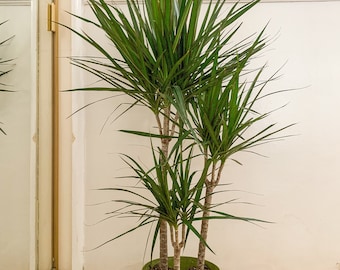 Dragon Tree, Madagascar Dragonplant, Dracaena Marginata Hort in 4 in Pot -  Etsy