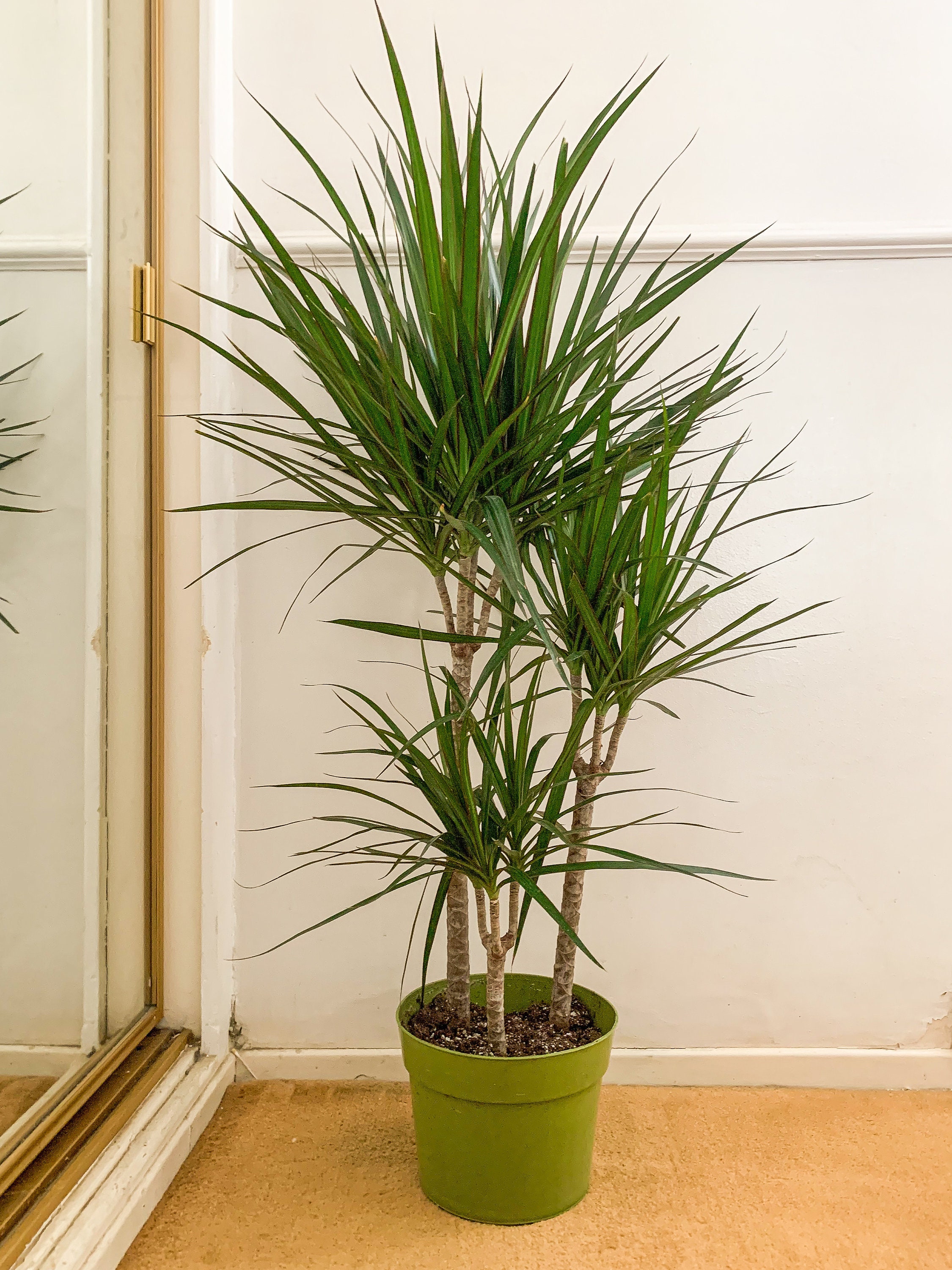 Indoor Plant ,dracaena Marginata 8inch Potter Live Plants 3-4ft Tall-patio  Decor - Etsy