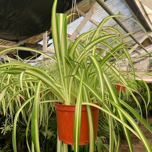 Spider plant or Chlorophytum comosum Variegated 6 inch plant