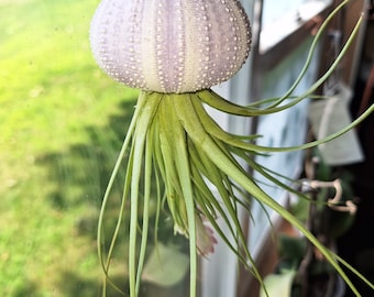 Jellyfish air plant