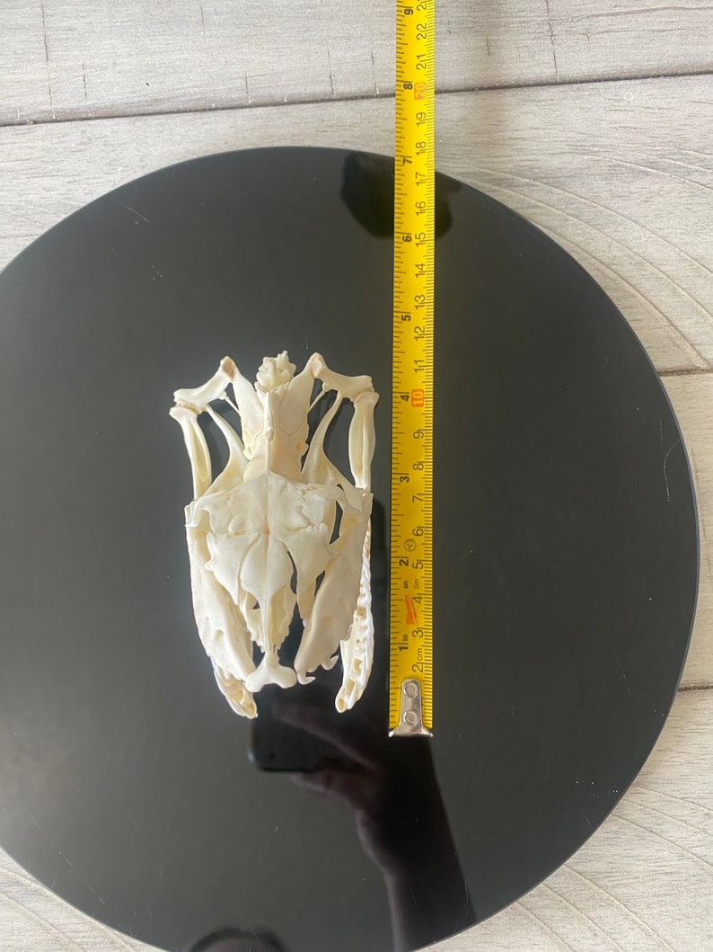 Reticulated Python Skull - Etsy