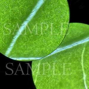 Peut inclure: Gros plan de deux feuilles vertes superposées, révélant des veines et des textures détaillées. Les feuilles sont d'un vert vif, sur fond noir. Le mot "SAMPLE" est superposé.