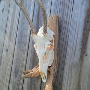Whitetail Deer 3-Point European Mount: Real Antler Skull, Driftwood Hanger