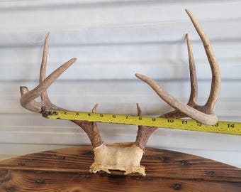 Rustic 8 Point Whitetail Deer Antler Mount – Lodge Wall Decor