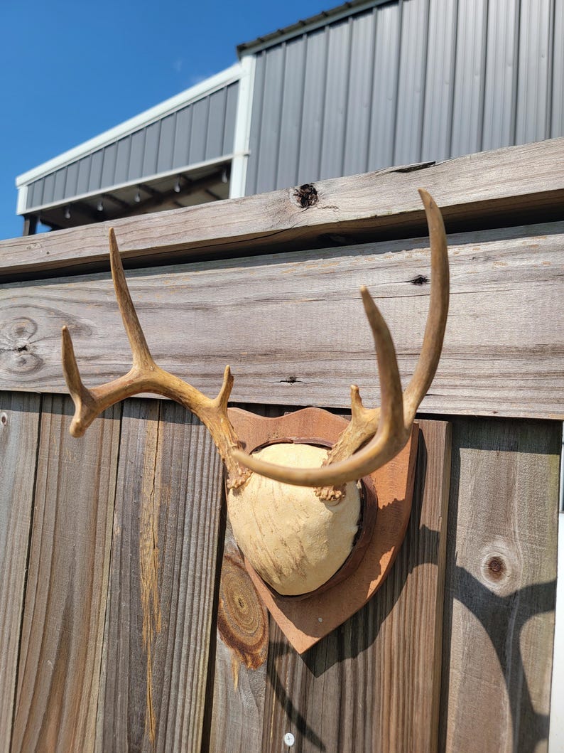 VINTAGE 8 Point Whitetail Antler Mount on Plaque - Etsy