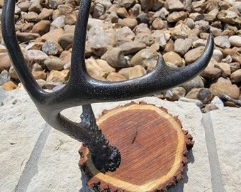 Porte-bijoux en bois de cerf, bois de cerf de Virginie métallisé sur un rond en bois brut mesquite.