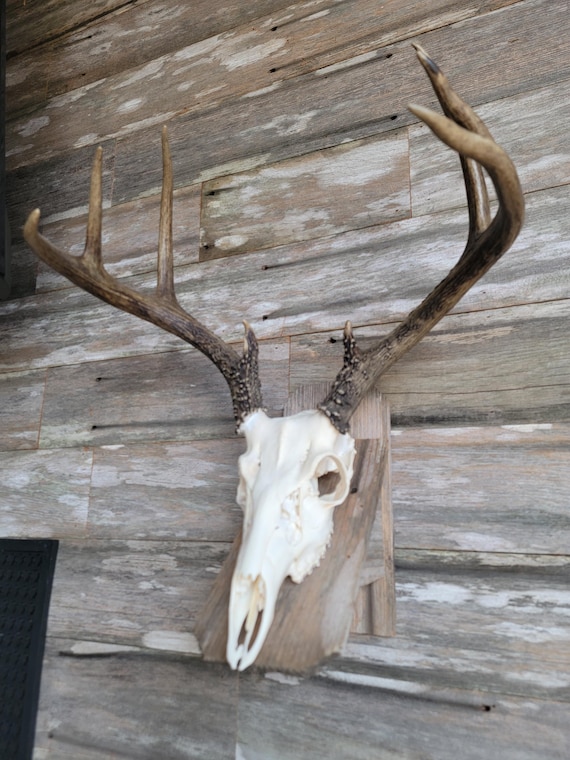 Rustic Cedar Skull Mount Plaque: Interchangeable European Mount