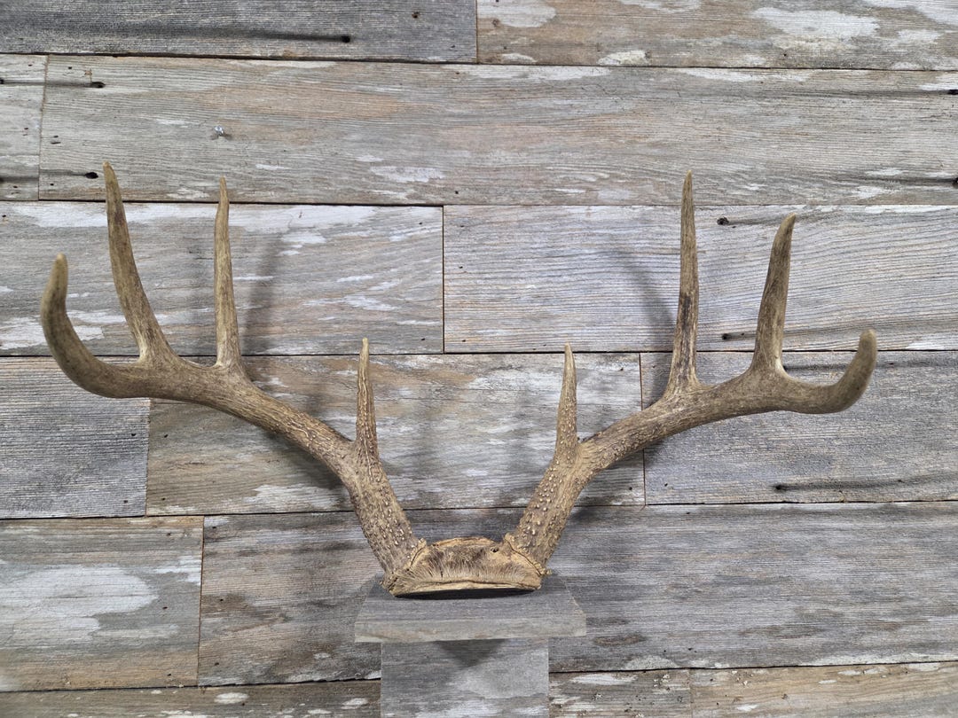 8 Point Whitetail Deer Antler Mount – Vintage Rustic Lodge Wall Decor ...