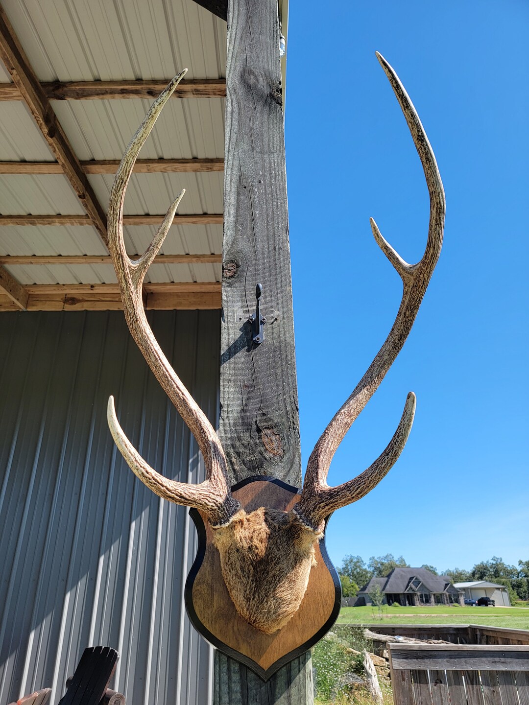 RARE FIND Axis Deer Antler Mount on a Twotone Plaque VINTAGE Etsy UK