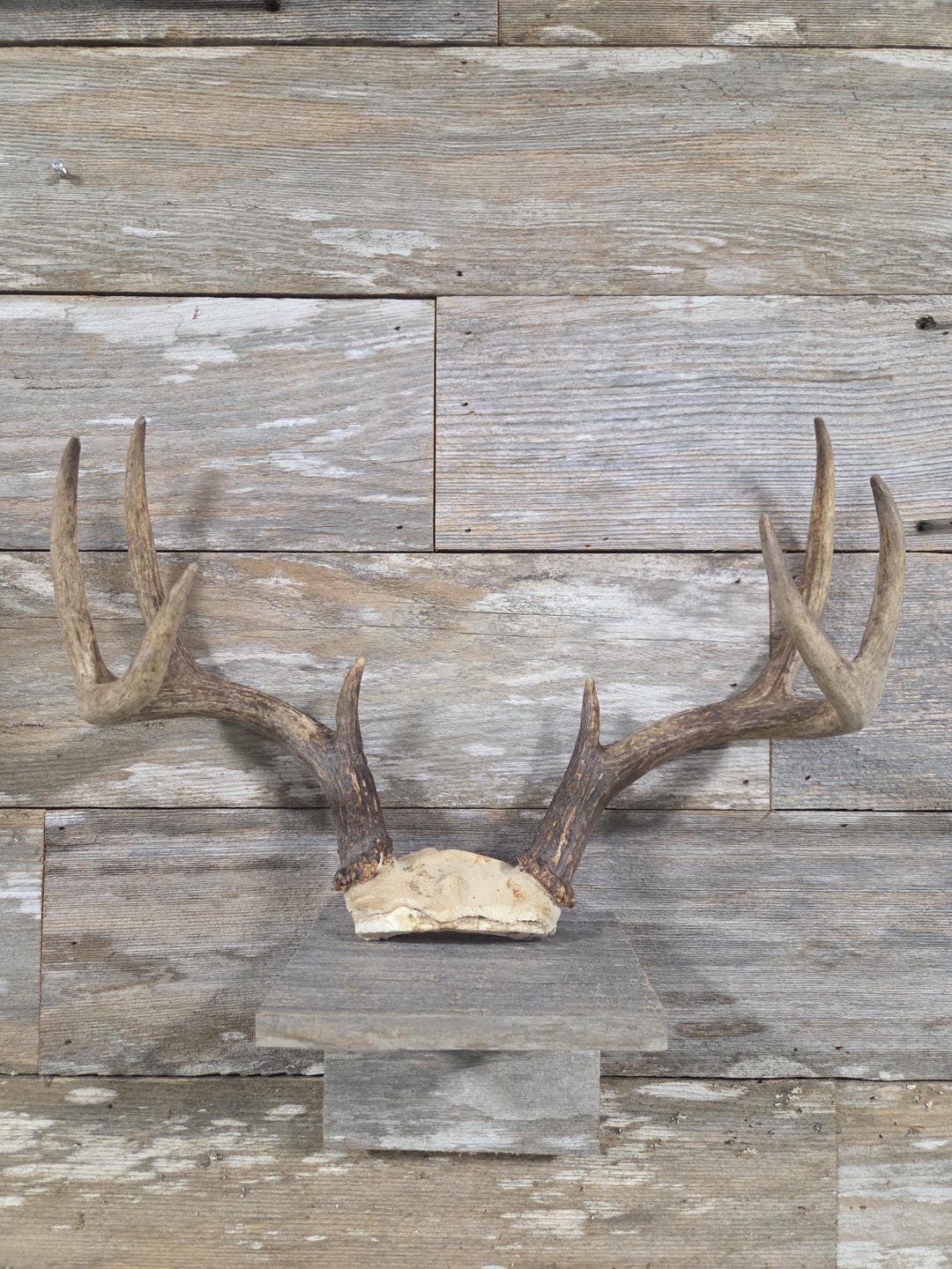 8 Point Whitetail Deer Antler Mount – Vintage Rustic Lodge Wall Decor ...
