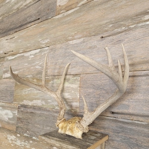 Puede incluir: Un conjunto de cuernos de ciervo blanqueados montados en un estante de madera rústico contra una pared de madera desgastada.