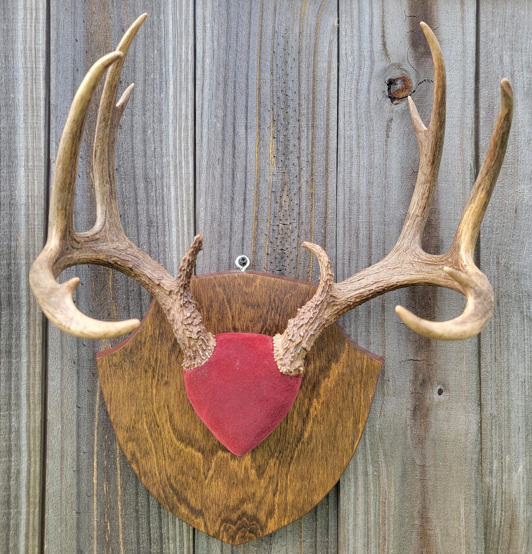 12 Point Deer Rack Vintage Whitetail Deer 12 Point Antler Mount on a Two-tone Plaque ...
