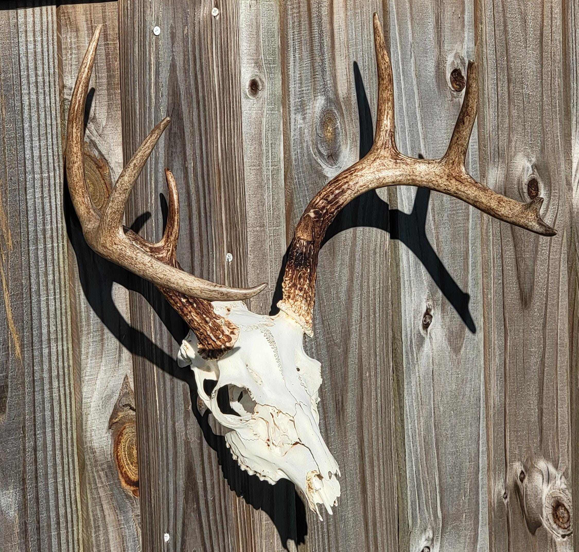 Whitetail deer European mount. Majestic 8pt Buck. REAL, Thick antlers, Natural skull. Taxidermy Refurbished home decoration wall hanging