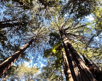Majestic Muir Woods Pictures - Tranquil Redwood Forest Photography for Nature Enthusiasts