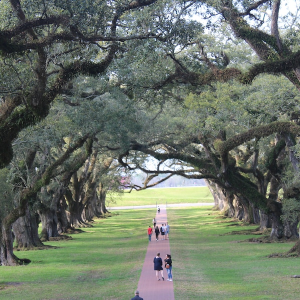 Timeless Elegance - Oak Alley Plantation, Louisiana | Digital Print, Living Room Décor, Pintables, Wall Decor, High Resolution Pictures