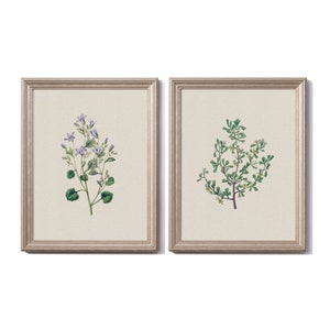 Vintage Botanical Print Set of 2 Farmhouse Wall Decor French Country Botanical Illustration Cottagecore Print French Country Botanical Print