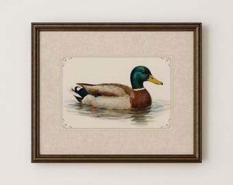 Vintage Duck Print: Mallard Duck Farmhouse Wall Art (Digital Download)