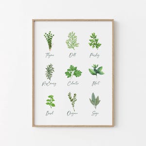 Puede incluir: Un cuadro enmarcado con ilustraciones de acuarela de varias hierbas, incluyendo tomillo, eneldo, perejil, romero, cilantro, menta, albahaca, orégano y salvia. Cada hierba está etiquetada con su nombre en escritura elegante sobre un fondo blanco.