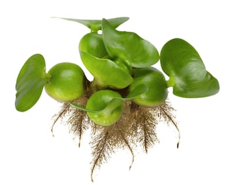 Water Hyacinth Floating Pond Plants Live Aquatic Plant Great for Koi Ponds Flowering and Fast Growing Hyacinths Cannot Ship to Some States
