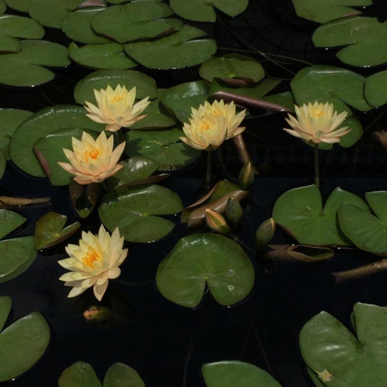 Chalily Clyde Ikins Water Lily - Thumbnail 3