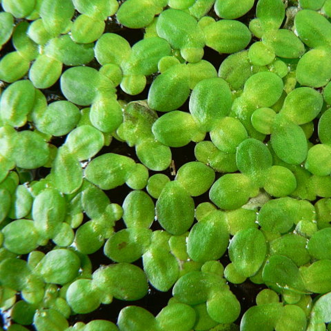 Duckweed 2oz Floating Pond Plant Live Great for Koi Ponds and Aquarium
