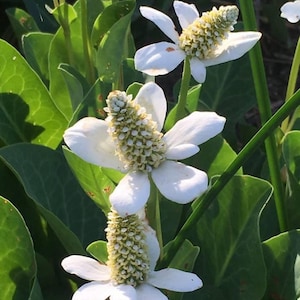 Yerba Mansa, a Great Live Pond Plant for Your Water Garden. Filters The koi and Goldfish Pond. Good for Bogs, Plant Shelf Water Shallow