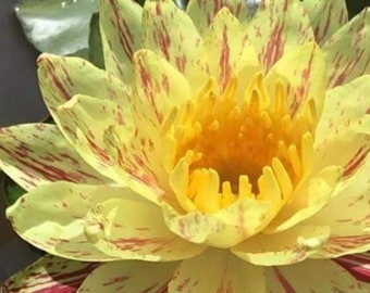 frankonia saatgut Radies, Falco, Pillensaat – Ihr Gartenberater main image 1