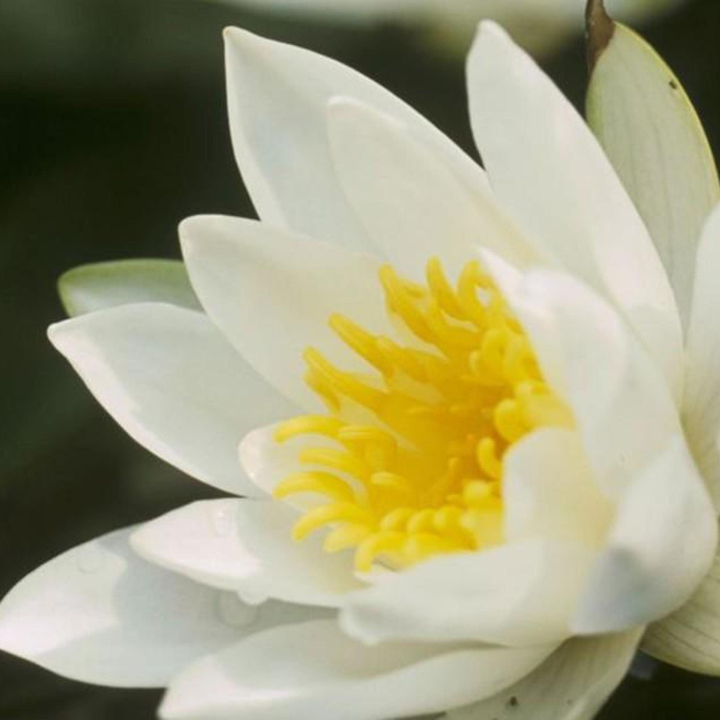 Hermine Live Perennial Water Lily Perfect Pond Plant Pre Grown Bare