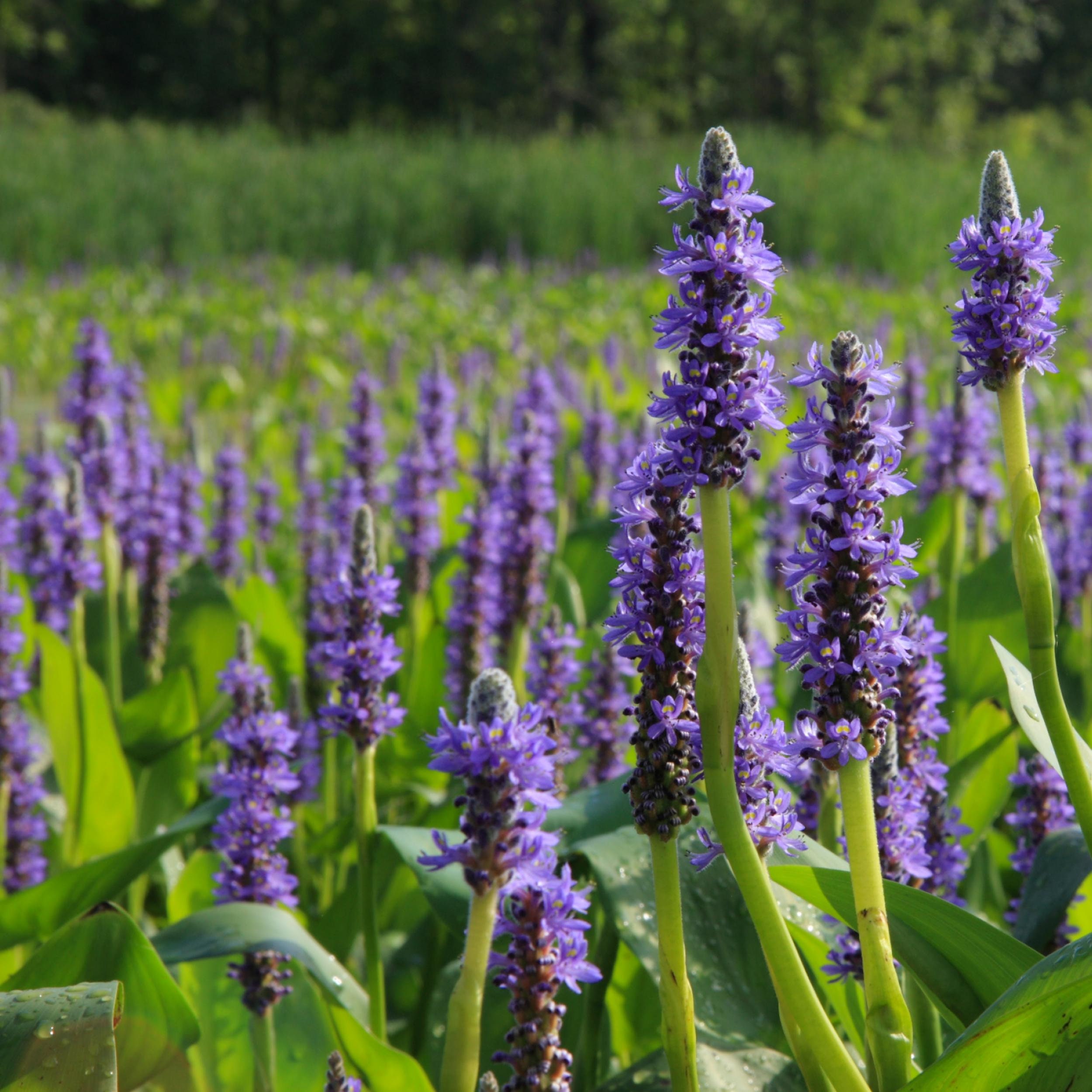 Purple Pickerel Rush, a Great Live Pond Plant for Your Water Garden. Filters The koi and Goldfish Pond. Good for Bogs, Plant Shelf Water