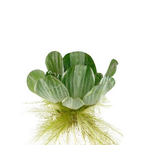 Water Lettuce Floating Pond Plants Live Aquatic Plant Great for Koi Ponds Fast Growing Cannot Ship to Some States