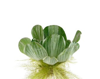 Water Lettuce Floating Pond Plants Live Aquatic Plant Great for Koi Ponds Fast Growing Cannot Ship to Some States
